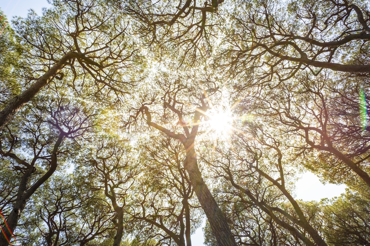 hu Park Albatros village | pineta secolare