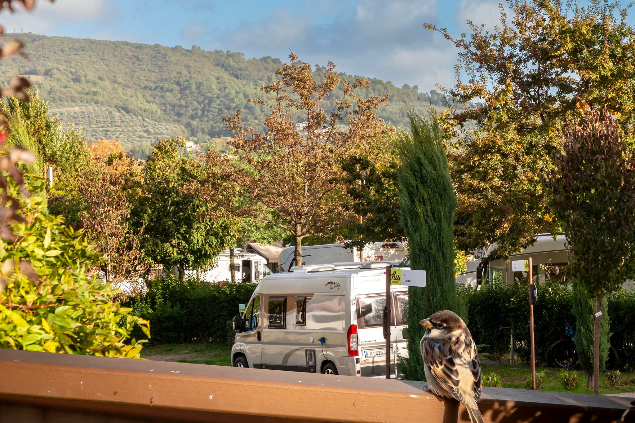 Uccellino in autunno al campeggio di Firenze