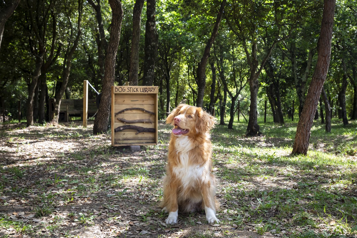 hu Montescudaio village | dog park