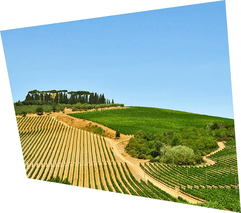 Colline toscana | vacanze nel verde vicino a Firenze